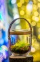 LUMIX Deco Glass bepflanzt | 10.07.2017 | JPG, 10 x 15 cm, 300 dpi | 1.4MB