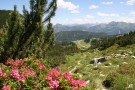 Die Bergwelt rund um Zauchensee bietet eine vielfltige Flora. | 02.08.2010 | JPEG, 10 x 7cm, 300dpi | 1.2MB